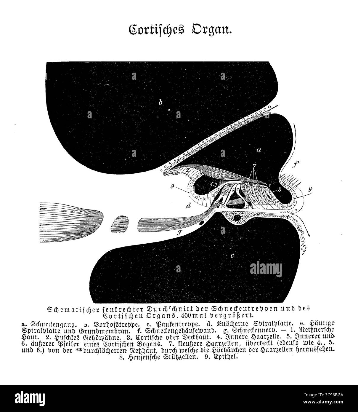Anatomie: Corti-Organ (vom italienischen Anatomen Alfonso Corti) oder Spiralorgan - das Rezeptororgan für das Hören - Sektionsvergrößerung, Stich aus dem 19. Jahrhundert mit deutschen Beschreibungen Stockfoto