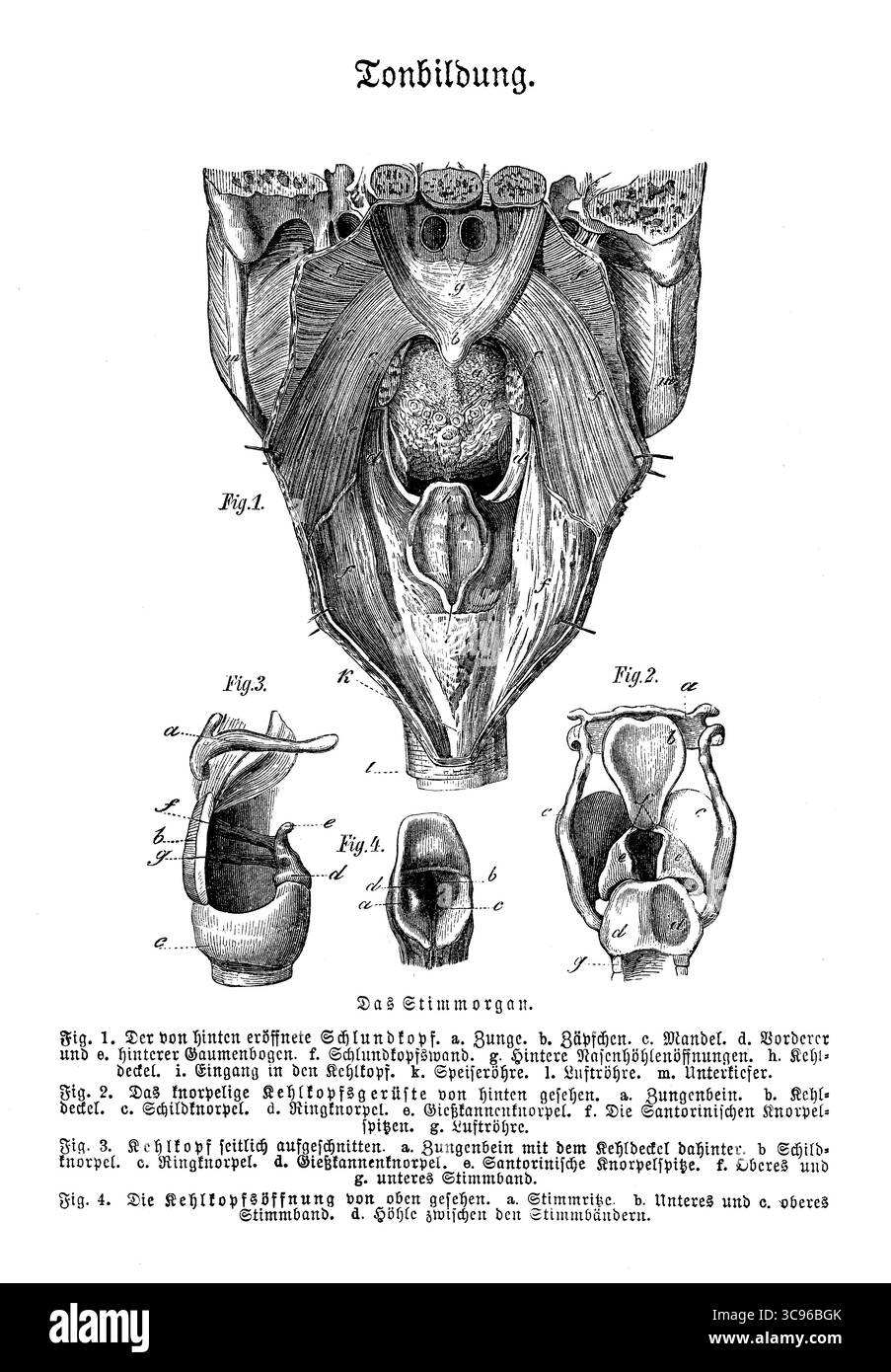 Anatomie - Stimmorgan und Tonbildungsteil vergrößert, Stich aus dem 19. Jahrhundert mit deutschen Beschreibungen Stockfoto