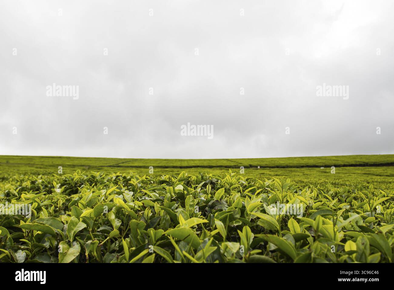 Der Blick auf die lebendigen grünen Teepflanzen erstreckt sich über die Landschaft unter einem brodelnden, bewölkten Himmel und schafft eine ruhige, aber dramatische Szene in Limuru, Kiambu County, Kenia. Stockfoto