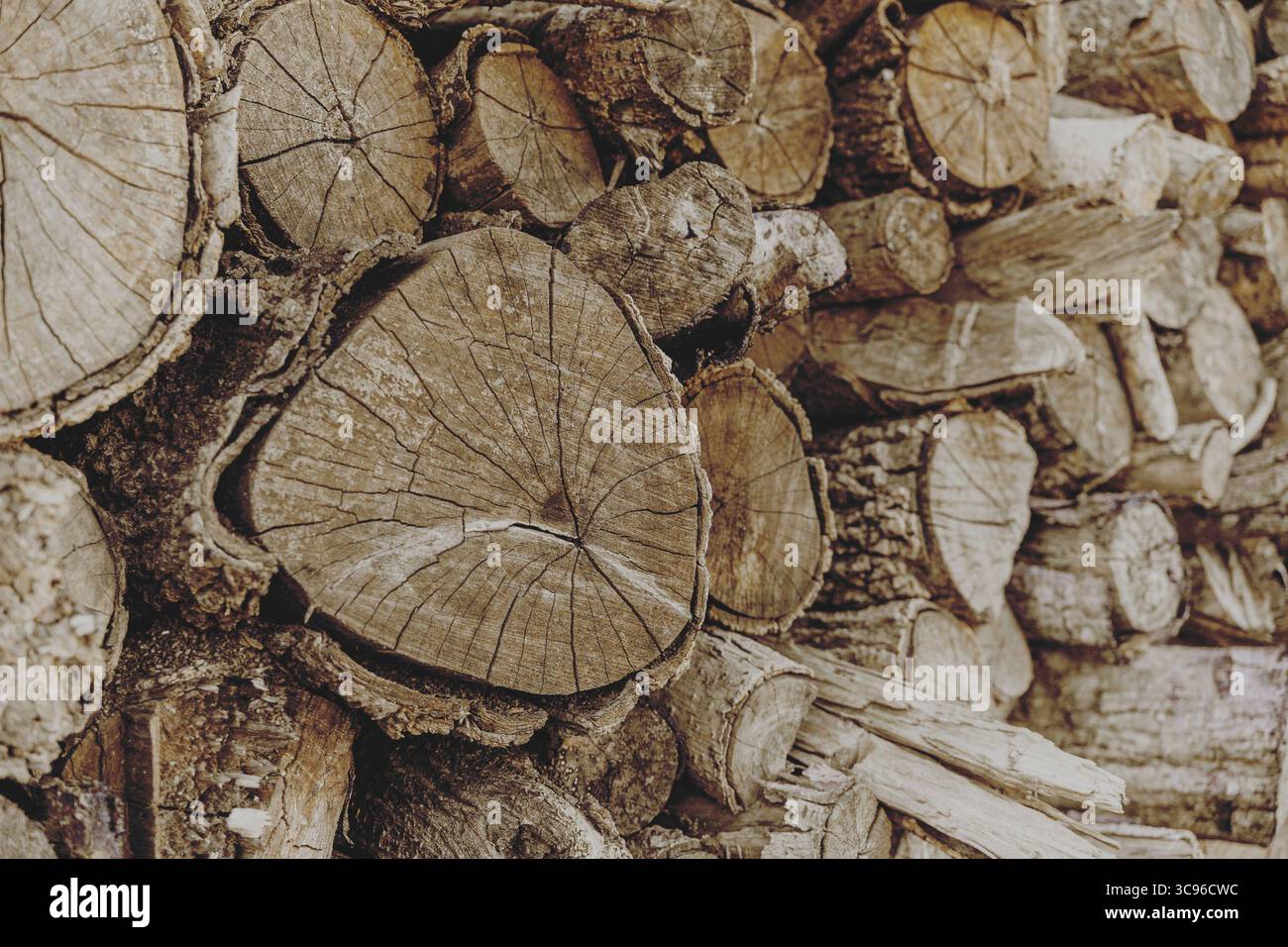 Nahaufnahme altes, trockenes Holz aus Holzstamm, gestapeltes Holz für die Brennholz- und Sägewerksforstindustrie Stockfoto