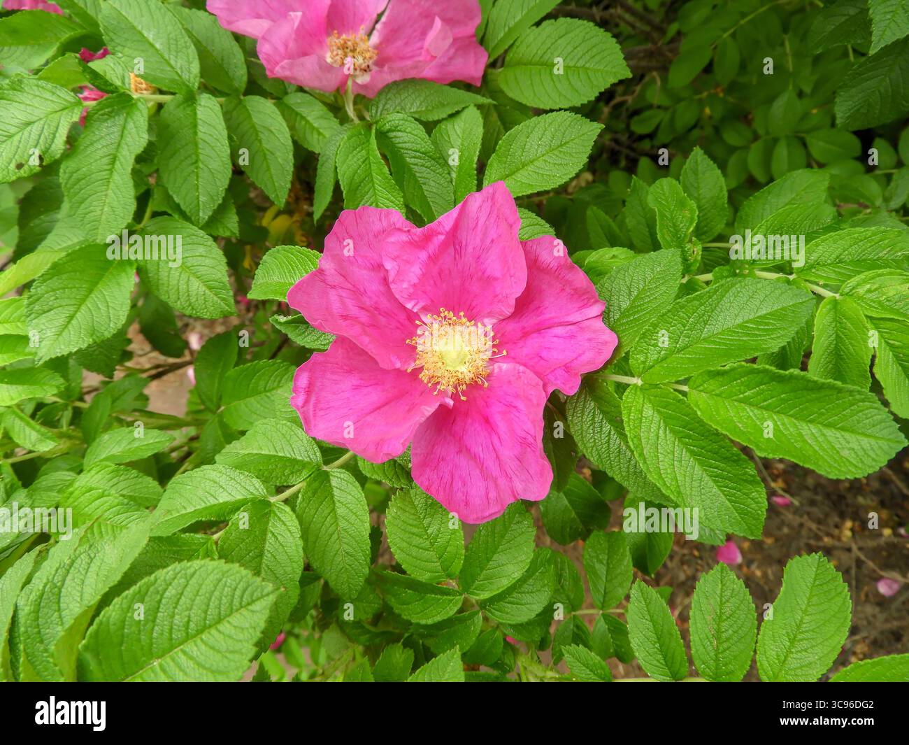 Hellrosa Blume von Rosa rugosa mit grünen Blättern. Bekannt als Strandrose oder Japanische Rose, verwendet in der Landschaftsgestaltung, Hautpflege, Kräuterheilmittel und natürlich Stockfoto