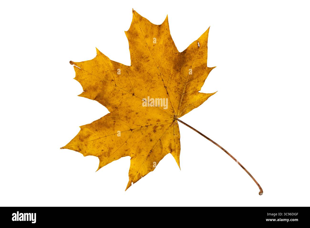 Gelbes Ahornblatt mit Adern und Flecken isoliert auf weiß. Symbol des Herbstes, des saisonalen Wandels und der natürlichen Schönheit. Stockfoto