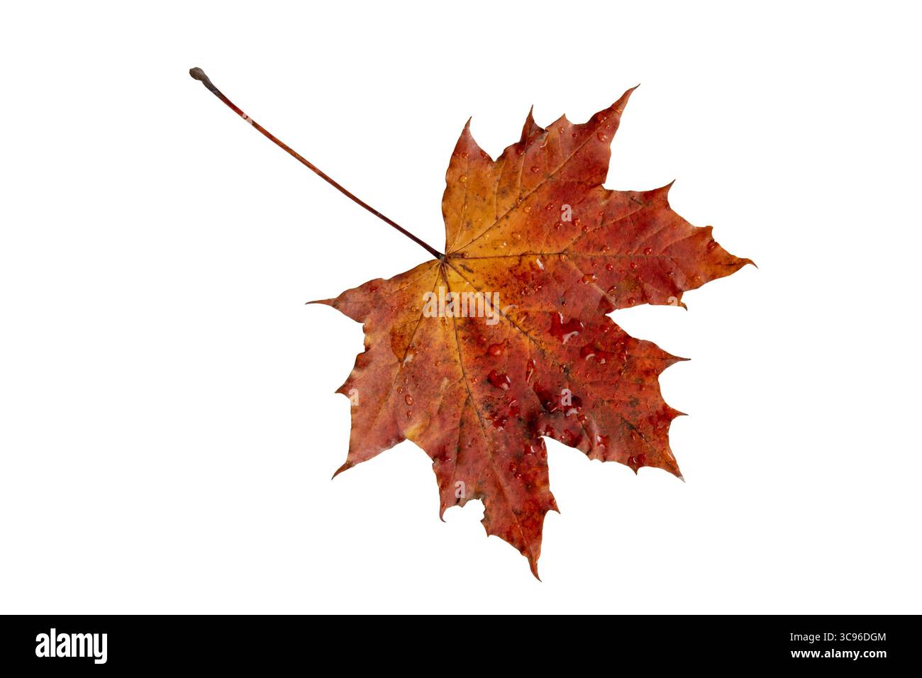 Rotes Herbstblatt bedeckt mit frischen Regentropfen isoliert auf weißem Hintergrund. Symbol für Herbst, Feuchtigkeit, Frische und saisonale Veränderung. Stockfoto