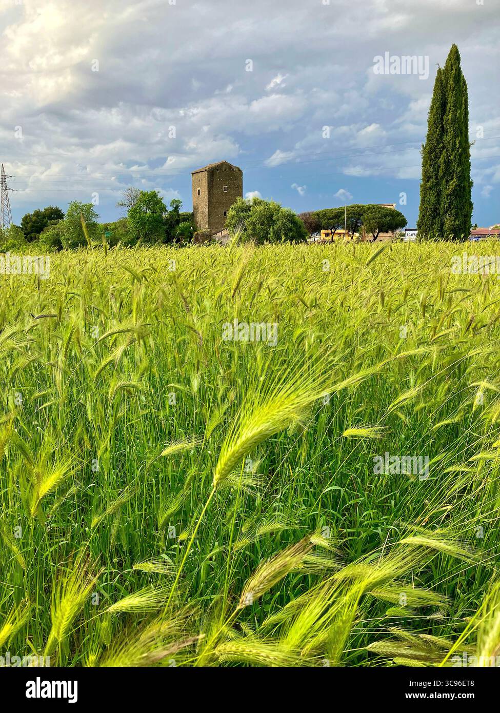 Mittelalterlicher Torre di Mezzavia inmitten eines Weizenfeldes an der Via Anagnina-Via Tuscolana, Rom, Italien. - Smartphone-aufgenommenes Stockfoto