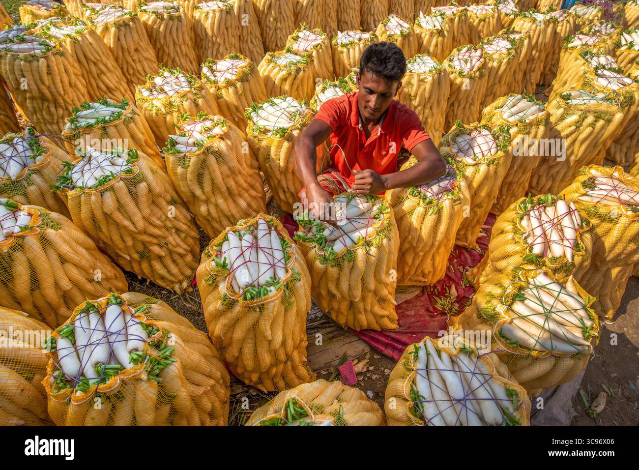 Bogura, Bangladesch - 01. August 2025: Blick auf eine lebhafte Szene, in der ein Mann in einem roten Hemd Produkte anlegt, umgeben von einem Meer aus gelben Säcken, gefüllt mit weißen Rettichen. Stockfoto