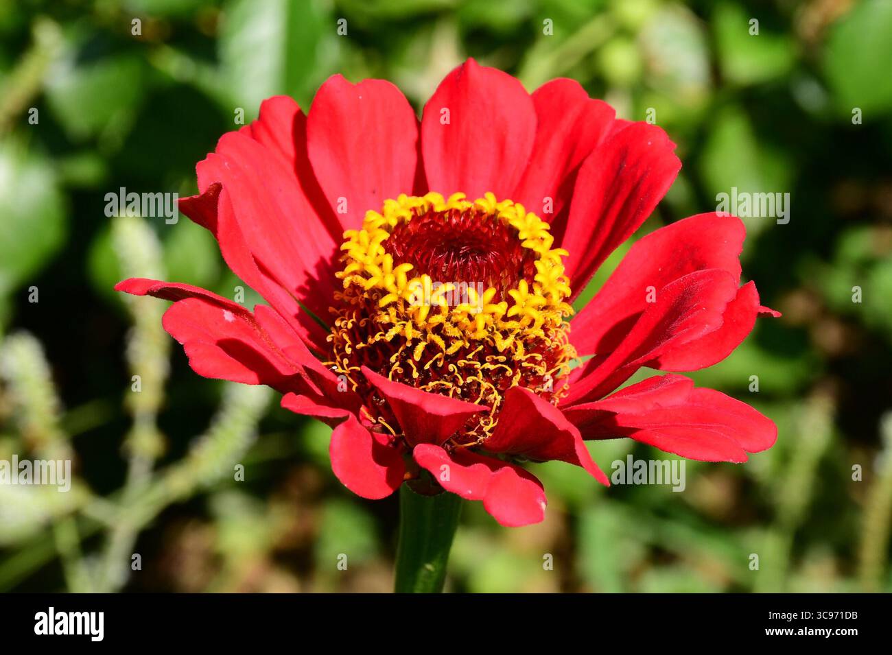 Lyon, Rhone, Frankreich. August 2025. Zinnia Blume im Tete d'Or Park gesehen. (Credit Image: © Romain Doucelin/SOPA Images via ZUMA Press Wire) NUR REDAKTIONELLE VERWENDUNG! Nicht für kommerzielle ZWECKE! Stockfoto