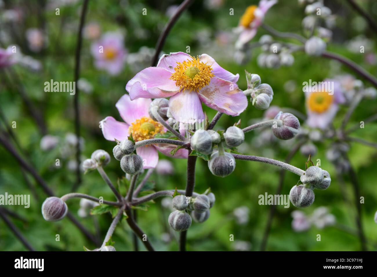Lyon, Rhone, Frankreich. August 2025. Japanische Anemonenblume im Tete d'Or Park. (Credit Image: © Romain Doucelin/SOPA Images via ZUMA Press Wire) NUR REDAKTIONELLE VERWENDUNG! Nicht für kommerzielle ZWECKE! Stockfoto