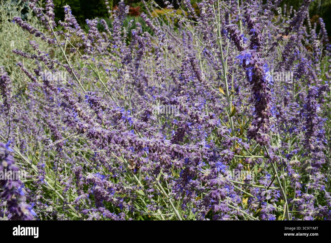 Lyon, Rhone, Frankreich. August 2025. Afghanische Salbeiblume im Tete d'Or Park. (Credit Image: © Romain Doucelin/SOPA Images via ZUMA Press Wire) NUR REDAKTIONELLE VERWENDUNG! Nicht für kommerzielle ZWECKE! Stockfoto