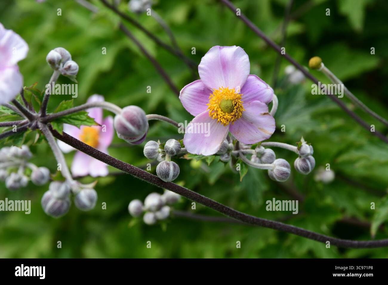 Lyon, Rhone, Frankreich. August 2025. Japanische Anemonenblume im Tete d'Or Park. (Credit Image: © Romain Doucelin/SOPA Images via ZUMA Press Wire) NUR REDAKTIONELLE VERWENDUNG! Nicht für kommerzielle ZWECKE! Stockfoto