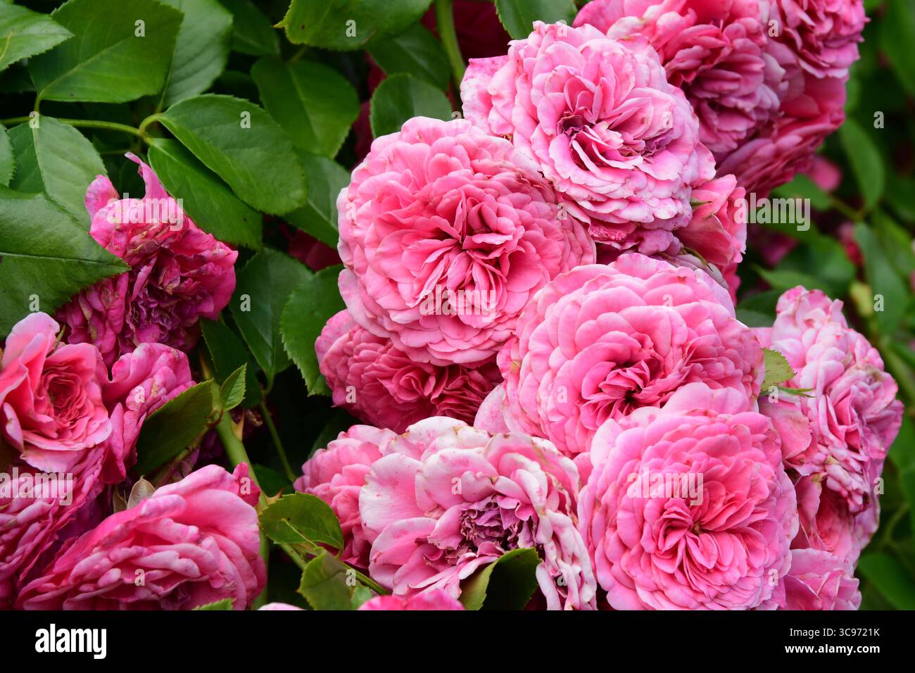 2. August 2025, Lyon, Rhone, Frankreich: Rosa Blume im Tete d'Or Park. (Credit Image: © Romain Doucelin/SOPA Images via ZUMA Press Wire) NUR REDAKTIONELLE VERWENDUNG! Nicht für kommerzielle ZWECKE! Stockfoto