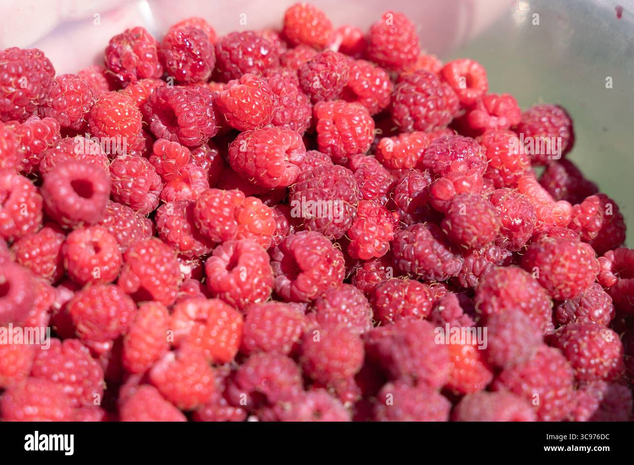 Eine Nahaufnahme frischer und saftiger Himbeeren, die elegant in einer Schüssel auf einem schönen Holztisch angeordnet sind und ihre lebendigen Farben zeigen Stockfoto
