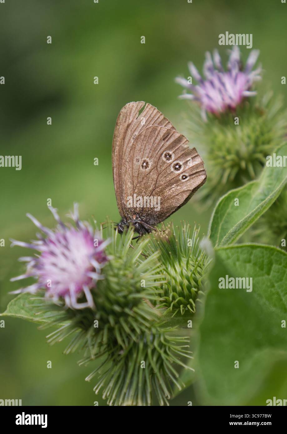 Eine Nahaufnahme eines Ringelschmetterlings, Aphantopus hyperantus, der Nektar aus der Blüte einer Disteldistel sammelt. Format passt auf ein Magazin-Cover Stockfoto