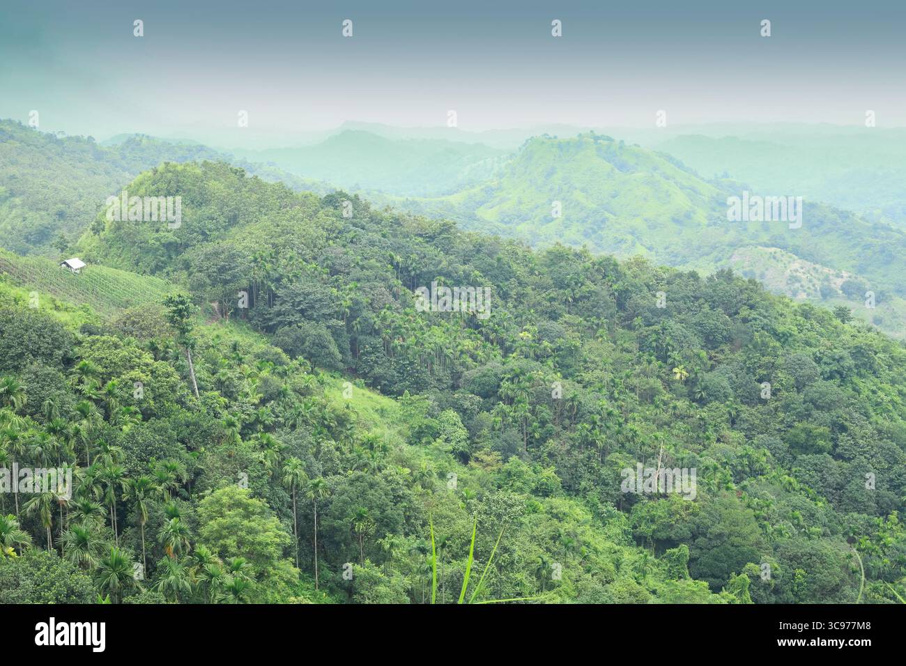 Sitakund, Bangladesch - 4. März 2019: Blick auf die üppig grünen Hügel und Täler, die von dichtem tropischem Wald bedeckt sind, unter einem weichen, diffusen Licht, was eine ruhige und grüne Landschaft schafft. Stockfoto