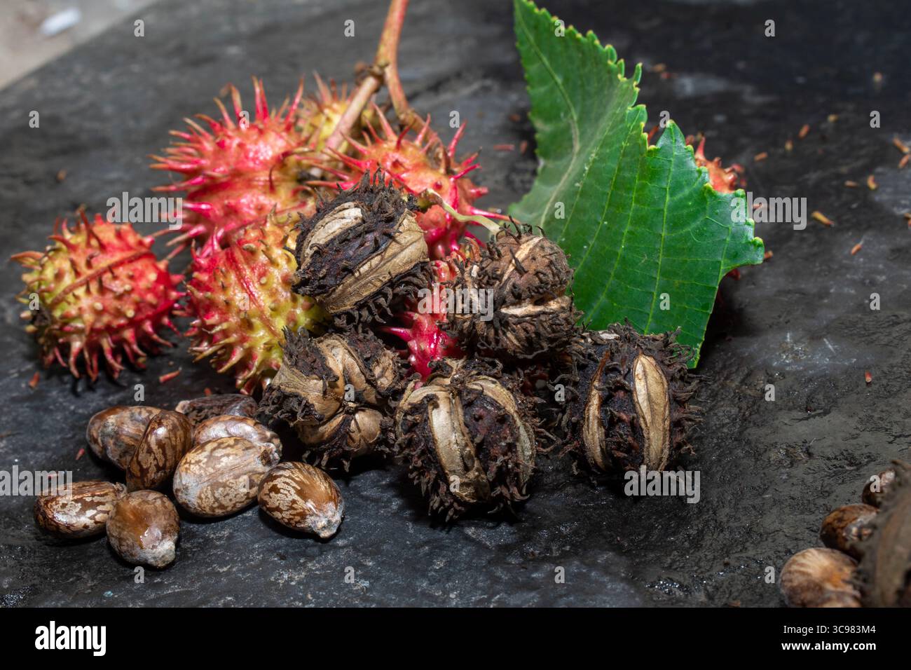 Bohnen (Ricinus) und Rizinusöl auf schwarzem Hintergrund, Kräuter. Stockfoto