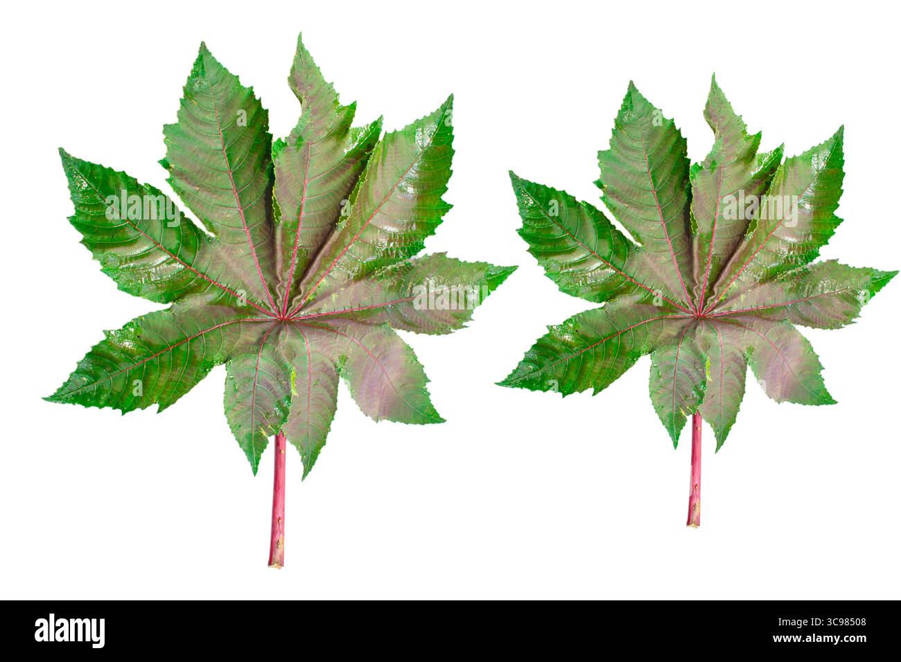 Rizinusöl Pflanze, Rizinusöl Blätter auf weißem Hintergrund Stockfoto