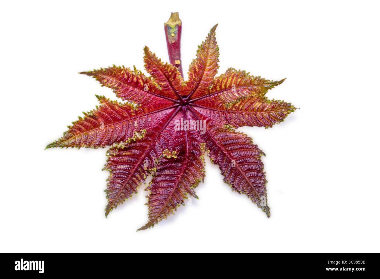 Rizinusöl Pflanze, Rizinusöl Blätter auf weißem Hintergrund Stockfoto