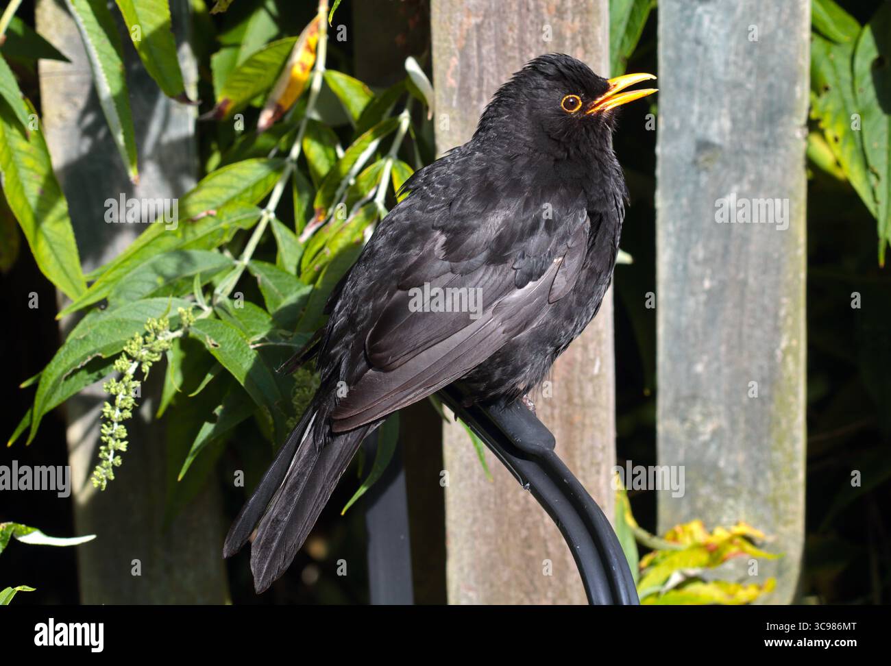Europäischer Schwarzvogel (turdus merula) Stockfoto