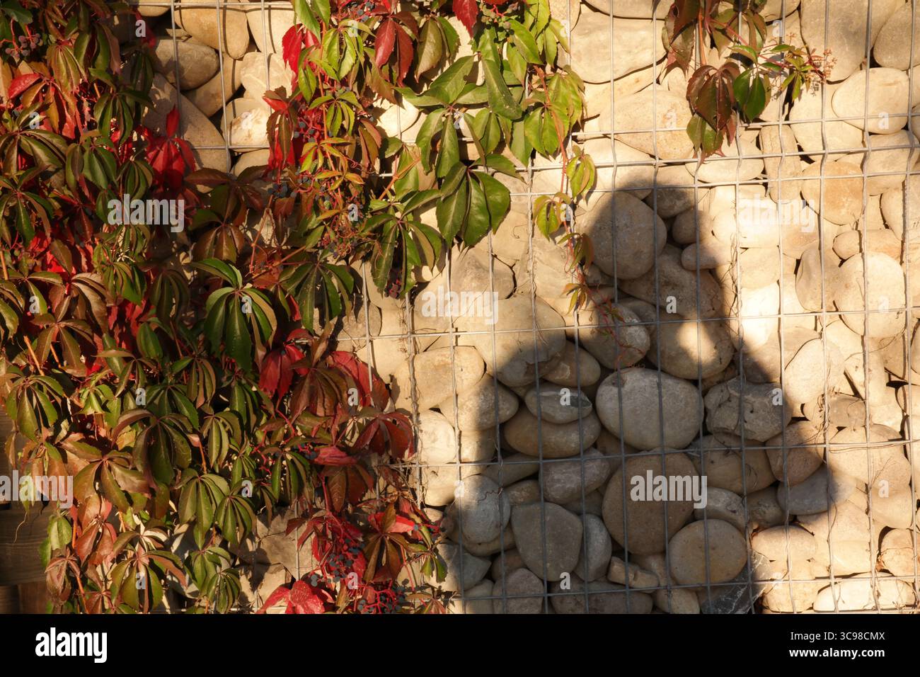 Steinmauer bedeckt mit buntem Efeu, wechselnde Jahreszeiten, Ein Schatten einer Person wird auf die Wand gegossen, Steine werden von einem Drahtgeflecht gehalten Stockfoto