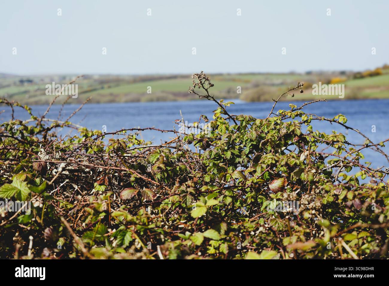 Das Leben im Fokus mit den stillen Gewässern im Hintergrund Stockfoto
