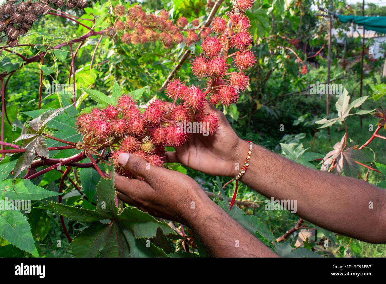 Blätter von Ricinus communis, der Rizinusbohne oder Rizinusölpflanze, Kräuter Stockfoto