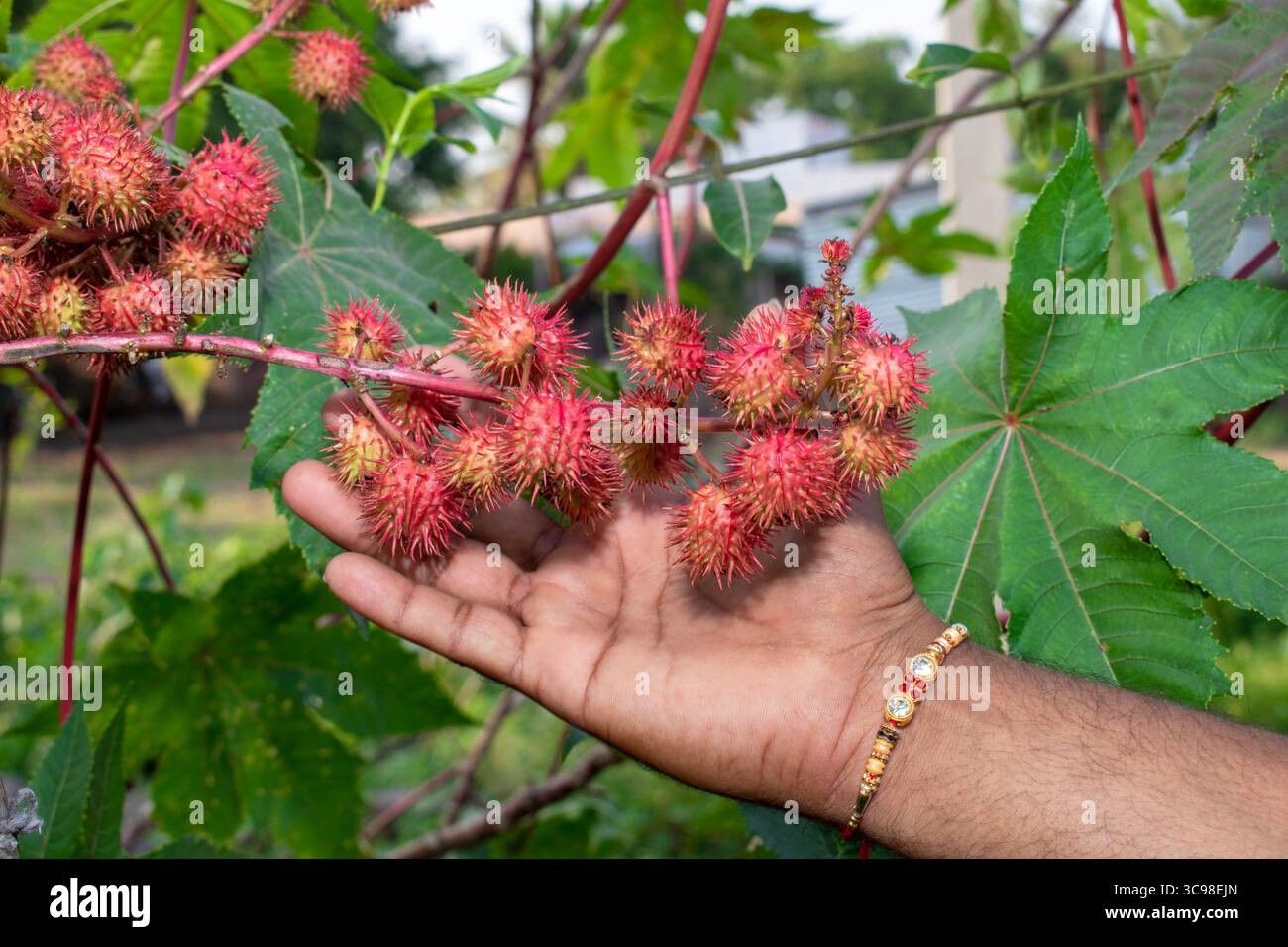 Blätter von Ricinus communis, der Rizinusbohne oder Rizinusölpflanze, Kräuter Stockfoto