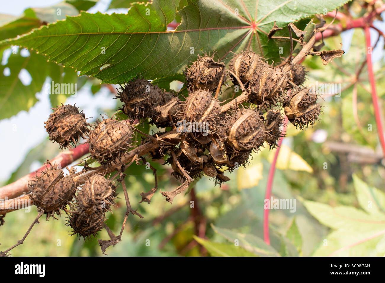 Ricinus communis seed -Fotos und -Bildmaterial in hoher Auflsung - Seite 3  - Alamy