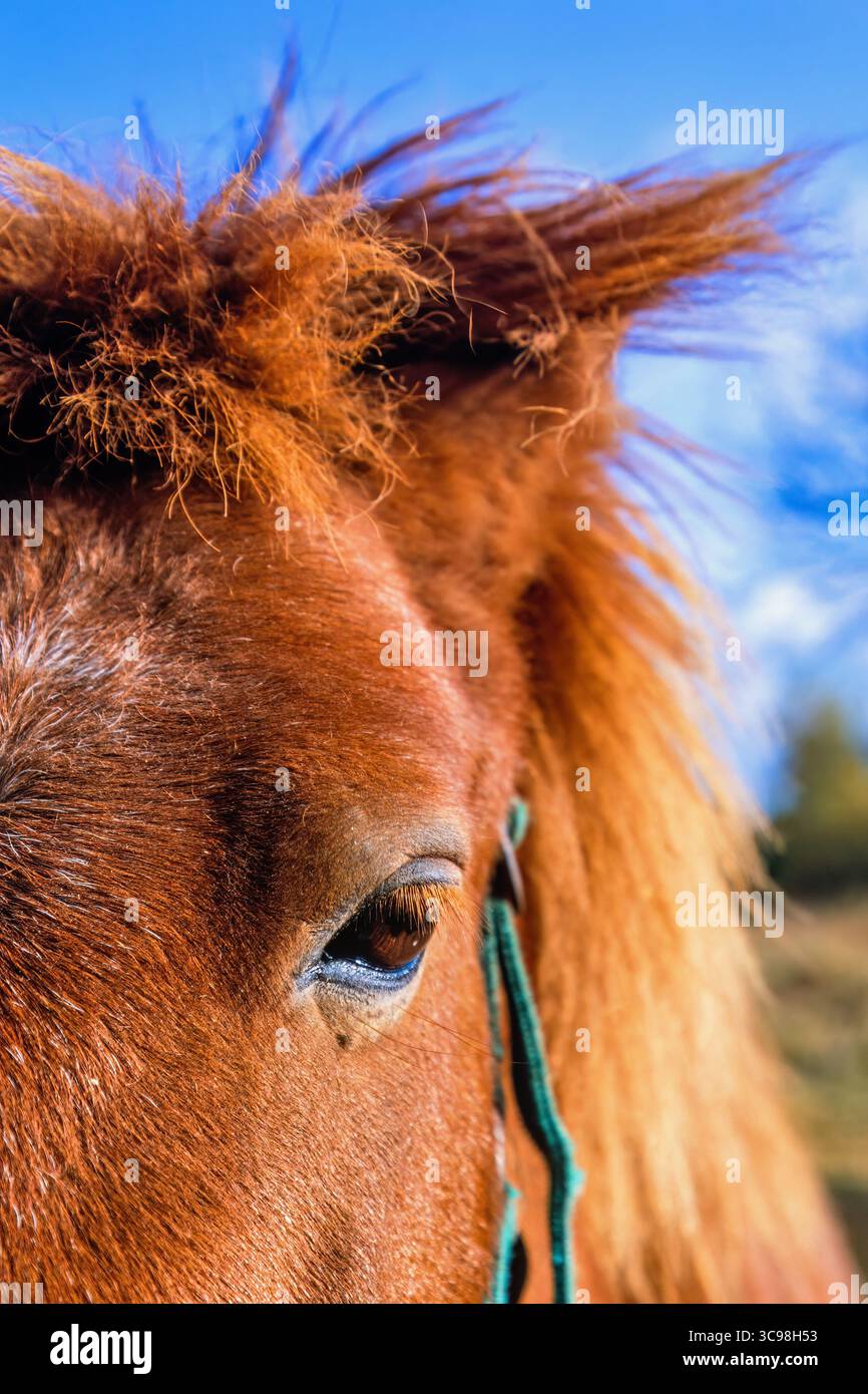 Pferd, das dich aus der Nähe ansieht Stockfoto