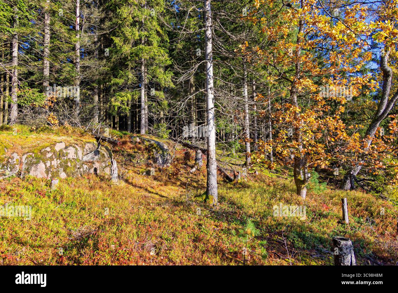 Herbstfarben im Wald ein sonniger Tag im Herbst Stockfoto