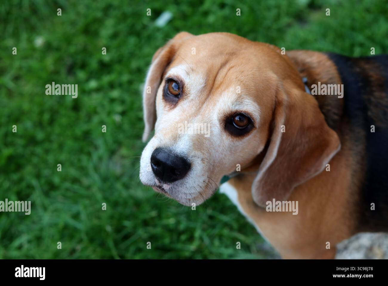 Porträt des Beagle Hundes auf grünem Grashintergrund. Selektiver Fokus. Stockfoto