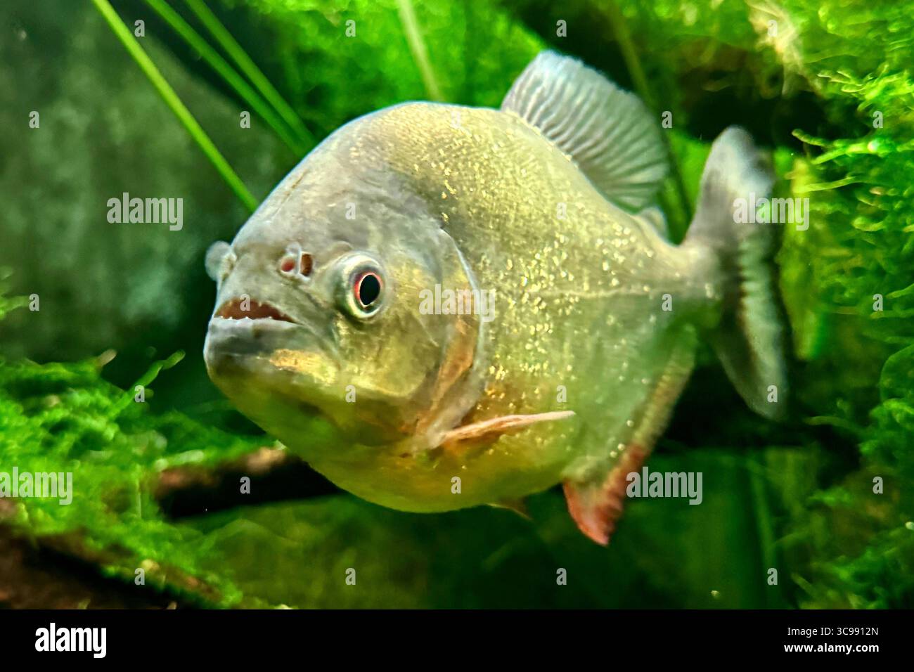 05.08.2025 xsvx, Wirtschaft, Reptilium Landau, Rotbauchiger Rotbäuchiger Piranha. südamerikanische Fischart, die für ihre kräftige rote Bauchfärbung und ihre scharfen Zähne bekannt ist. Natterers Sägesalmler, Roter Piranha. Serrasalmus nattereri Landau *** 05 08 2025 xsvx, Economy, Reptilium Landau, Rotbauchpiranha Südamerikanische Fischarten bekannt für ihre kräftige rote Bauchfärbung und scharfe Zähne Natterers Sägeschwanz, Roter Piranha Serrasalmus nattereri Landau Stockfoto