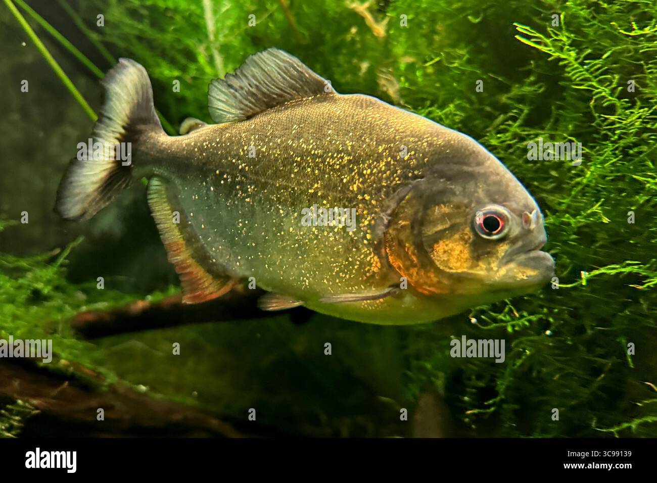 05.08.2025 xsvx, Wirtschaft, Reptilium Landau, Rotbauchiger Rotbäuchiger Piranha. südamerikanische Fischart, die für ihre kräftige rote Bauchfärbung und ihre scharfen Zähne bekannt ist. Natterers Sägesalmler, Roter Piranha. Serrasalmus nattereri Landau *** 05 08 2025 xsvx, Economy, Reptilium Landau, Rotbauchpiranha Südamerikanische Fischarten bekannt für ihre kräftige rote Bauchfärbung und scharfe Zähne Natterers Sägeschwanz, Roter Piranha Serrasalmus nattereri Landau Stockfoto