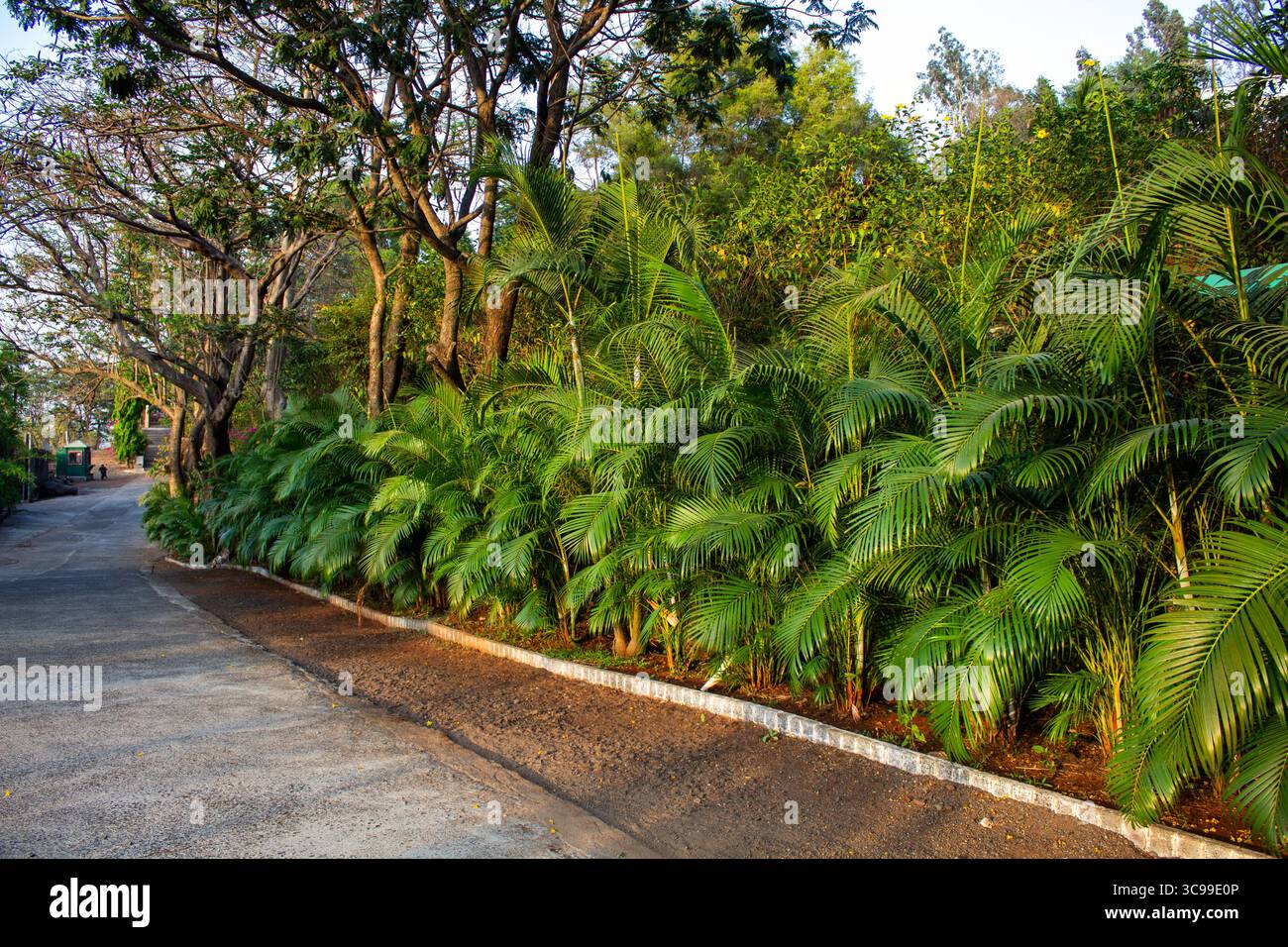 Ein üppig grüner Fußweg, der von dichten Palmen und hohen Bäumen umgeben ist, mit einem ruhigen, gepflasterten Pfad, der sich durch einen ruhigen, tropischen Park oder Garten schlängelt Stockfoto