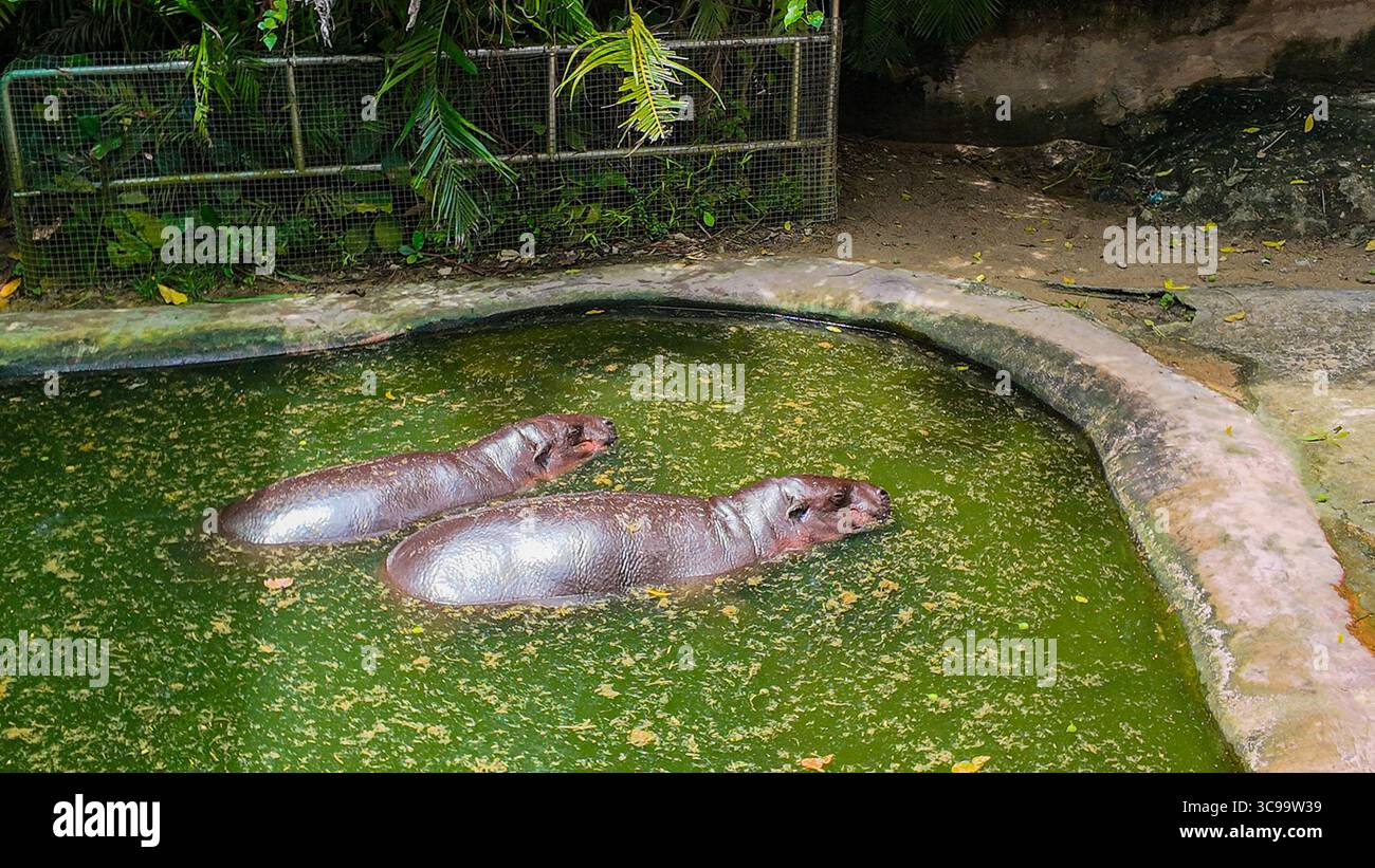 Ein zärtlicher Moment zwischen einer Mutter Zwergflößpferd und ihrem Kalb, während sie sich an einem kleinen Pool entspannen und die pflegende Bindung und das natürliche Verhalten des zeigen Stockfoto