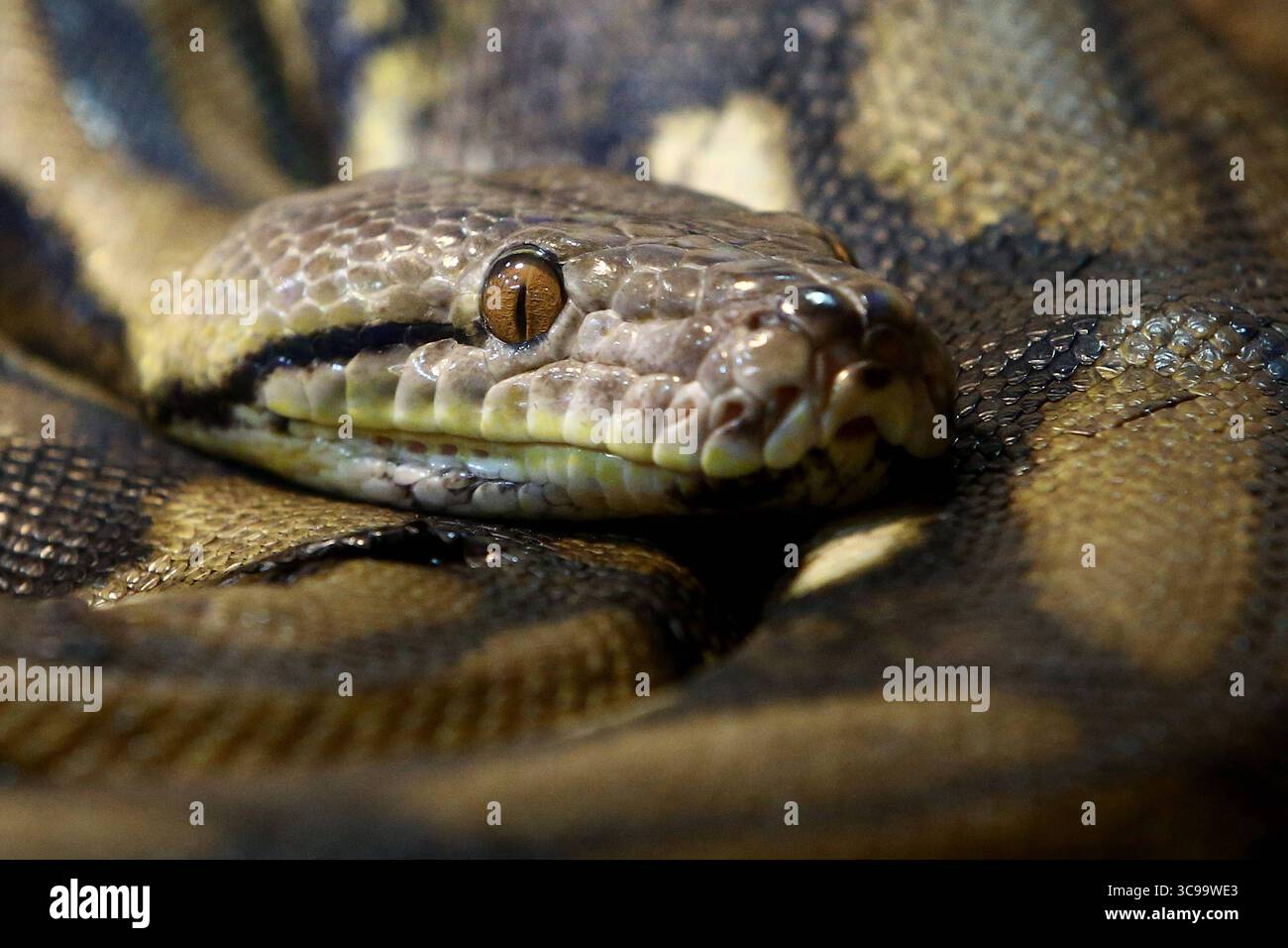 05.08.2025 xsvx, Wirtschaft, Reptilium Landau, der Netzpython zählt zur ...