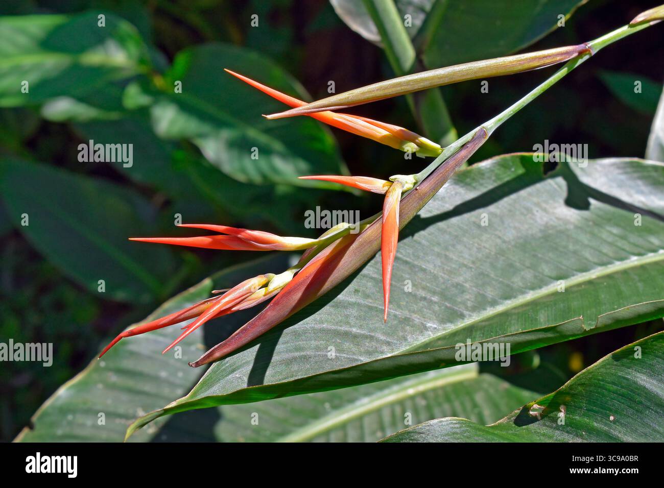 Orangefarbene Helikonia auf tropischem Garten in Rio de Janeiro, Brasilien Stockfoto