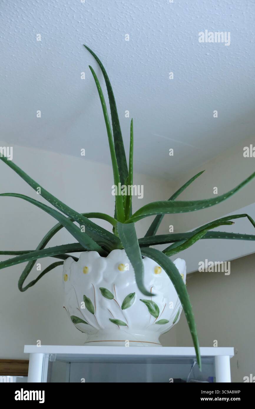 Groe Aloe Vera Pflanze wchst wild in Spanien mit Palmen in der Ferne  Stockfotografie - Alamy