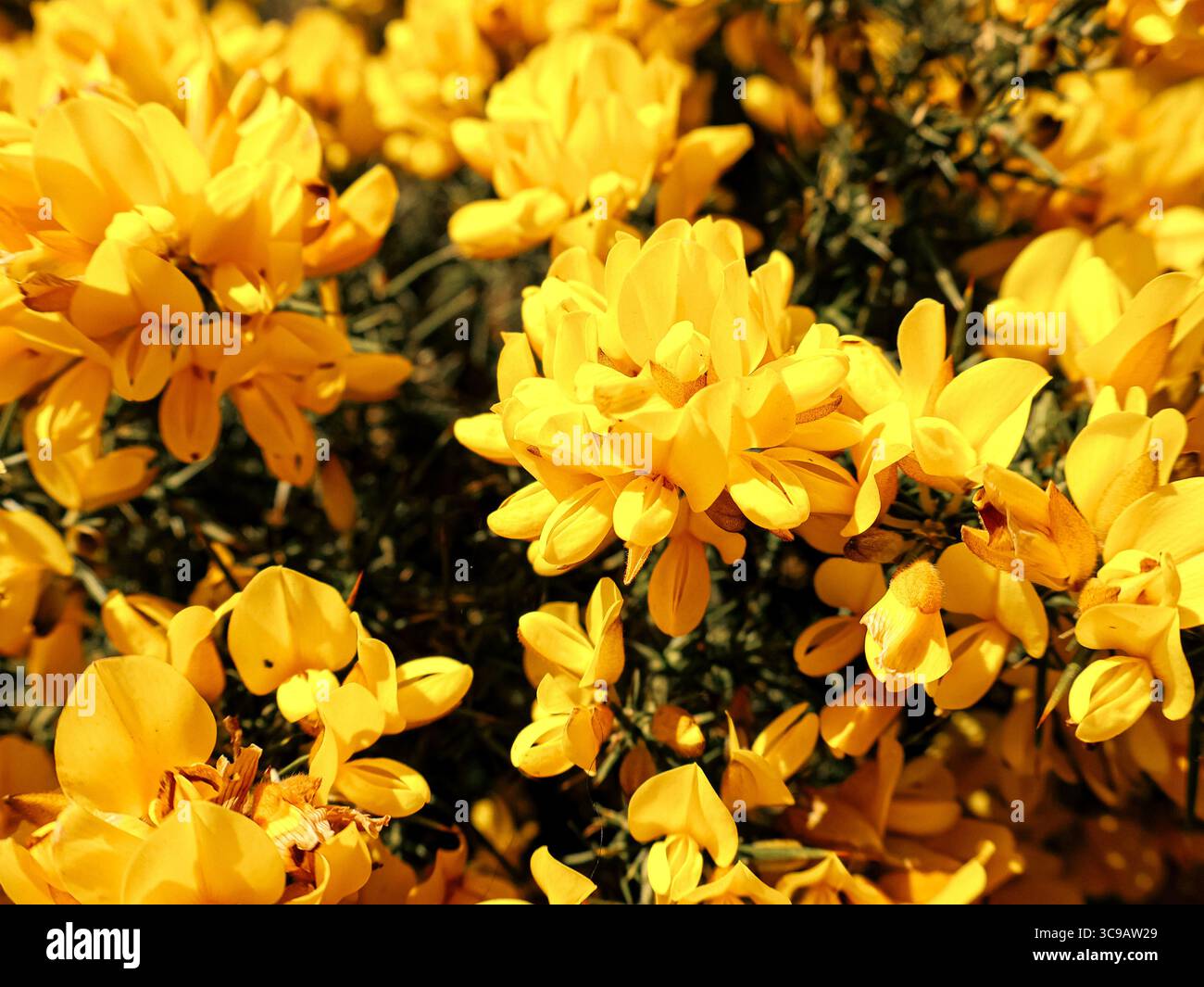Nahaufnahme der blühenden gelben Ginsterblüten (Ulex europaeus) im Frühjahr, Schottland, mit leuchtenden Blütenblättern und grünem, stacheligem Laub. Stockfoto