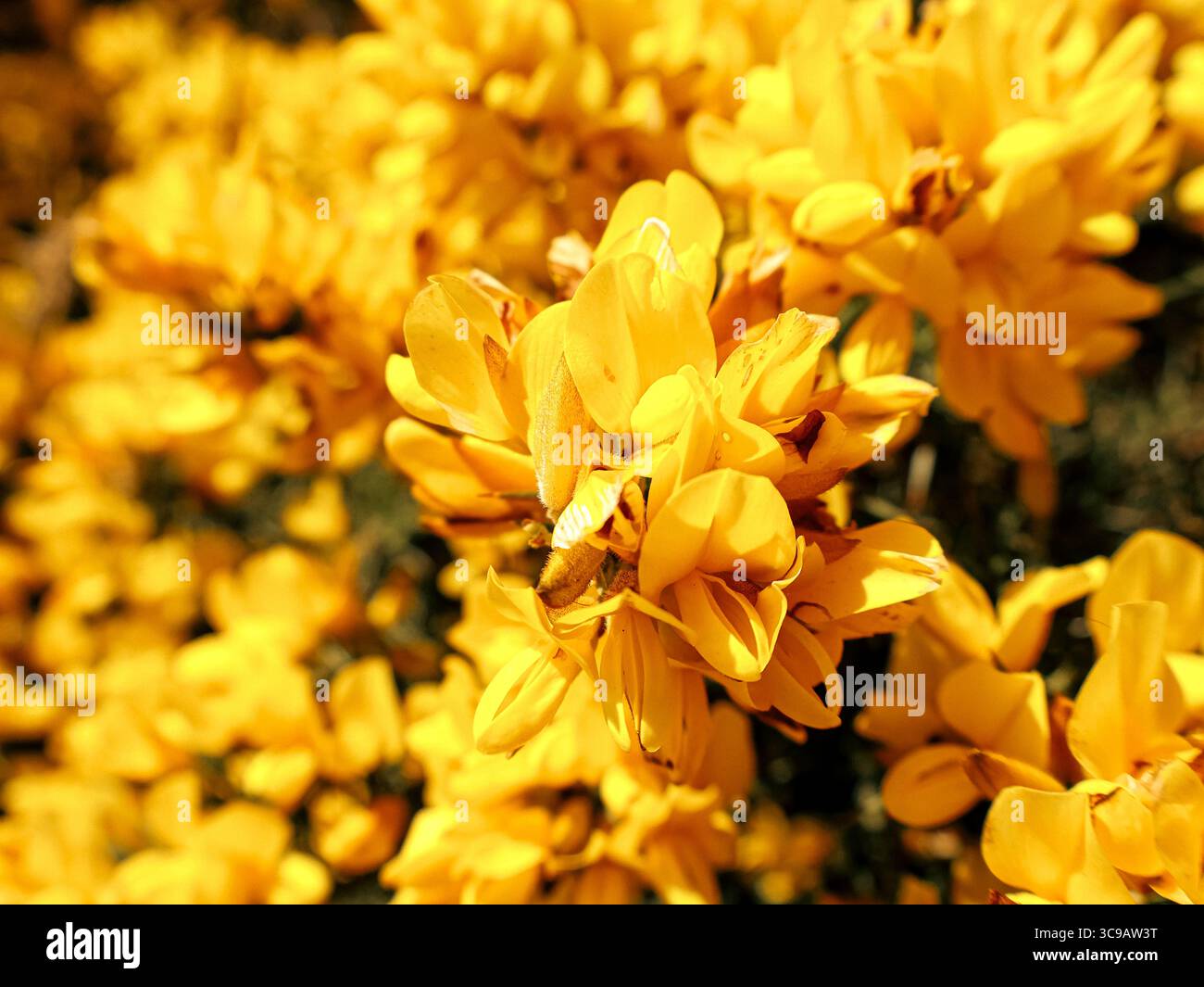 Nahaufnahme der blühenden gelben Ginsterblüten (Ulex europaeus) im Frühjahr, Schottland, mit leuchtenden Blütenblättern und grünem, stacheligem Laub. Stockfoto