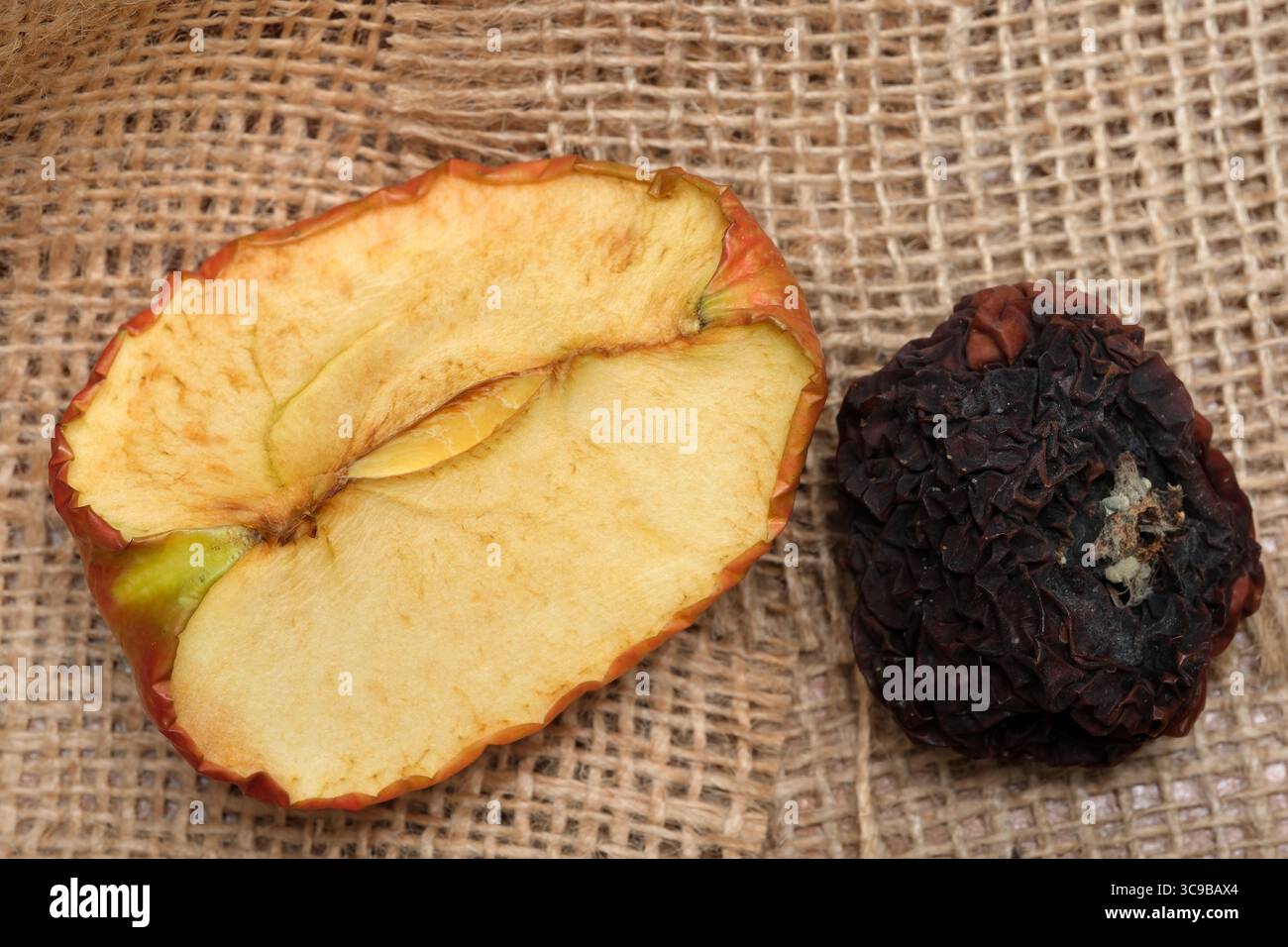 Eine helle Scheibe getrockneter Früchte neben einer verschrumpelten Frucht zeigt die Kunstfertigkeit der Natur. Stockfoto