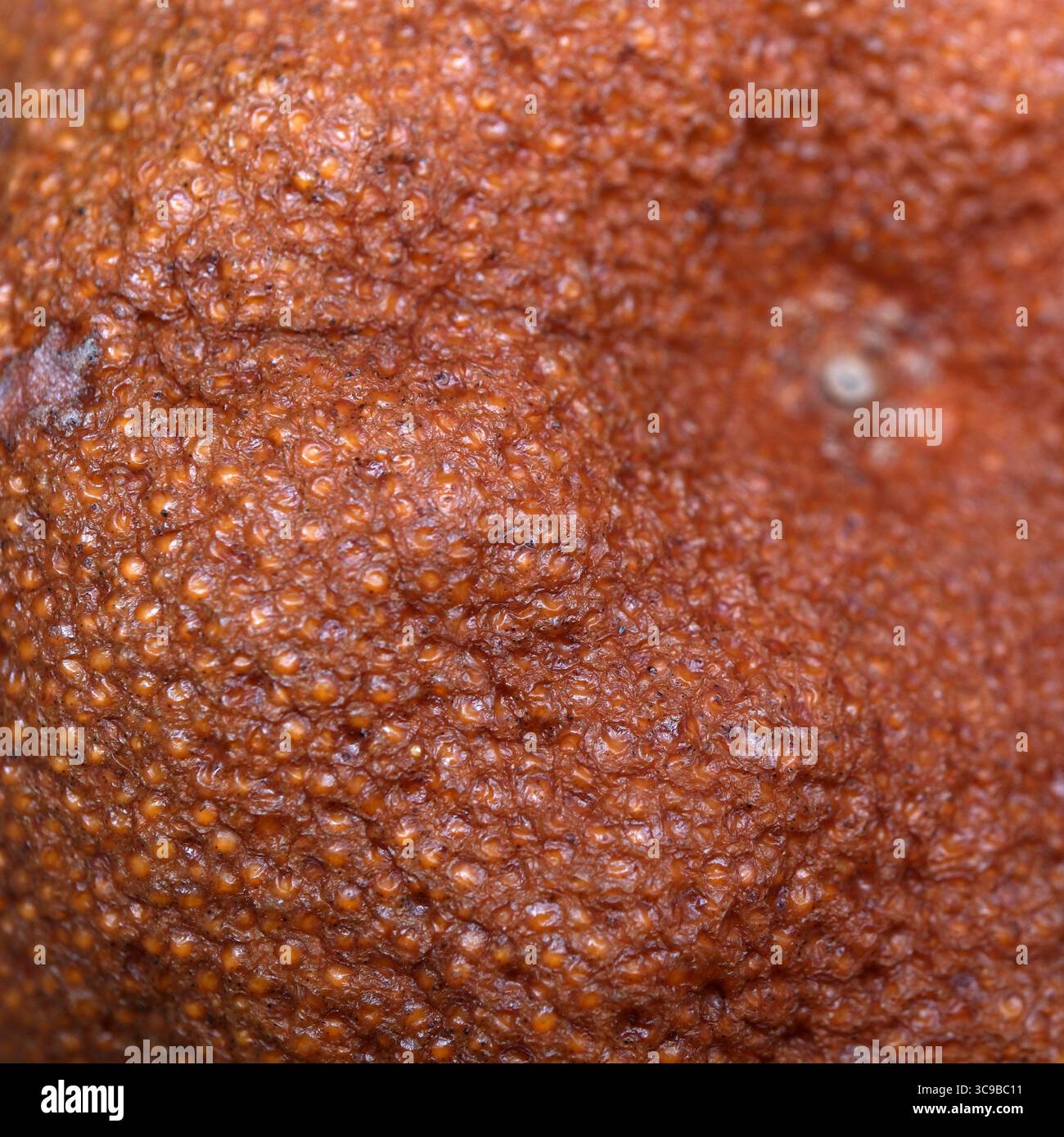 Nahaufnahme der komplexen Oberfläche einer Reifen Frucht, die ihre lebendige Textur zeigt. Stockfoto