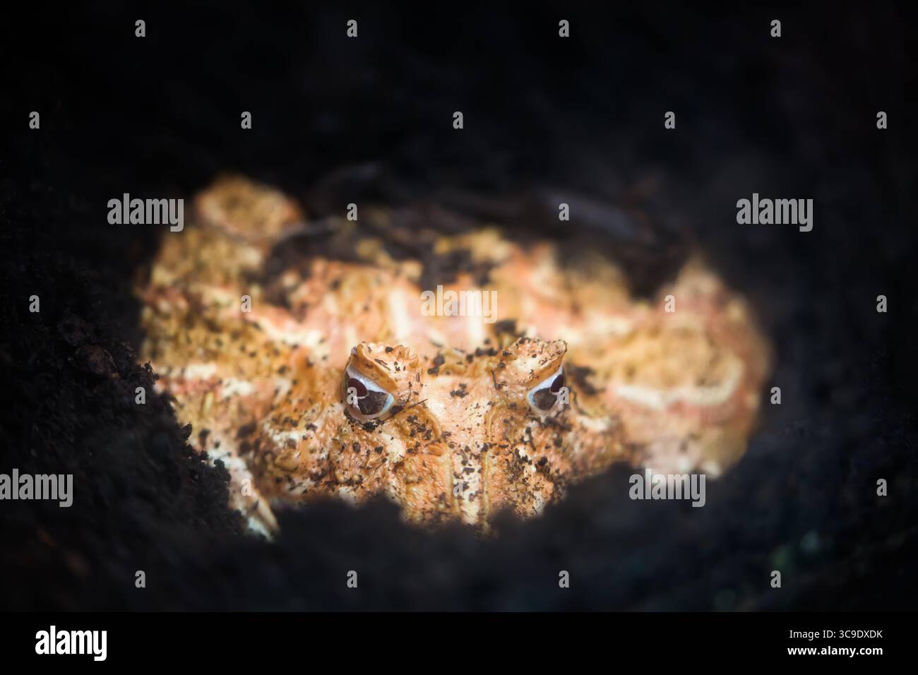 Argentinischer Hornfrosch oder Pac-man Frosch in der Erde. Frosch aus den Graslandschaften Argentiniens, Uruguays und Brasiliens. Stockfoto