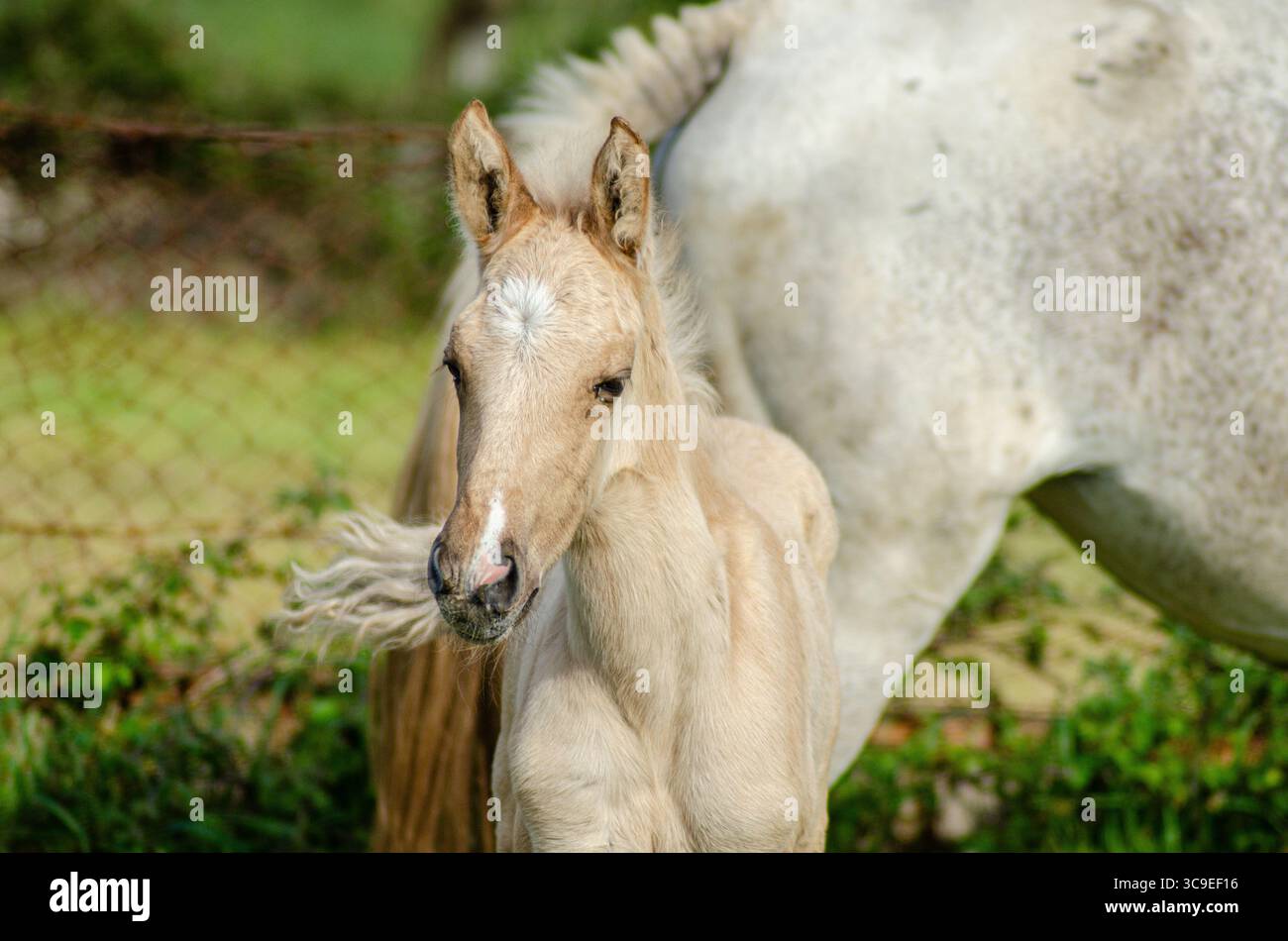 Ein niedliches Fohlen, das in der Nähe seiner Mutter steht, ein Band der Tierfamilie. Stockfoto