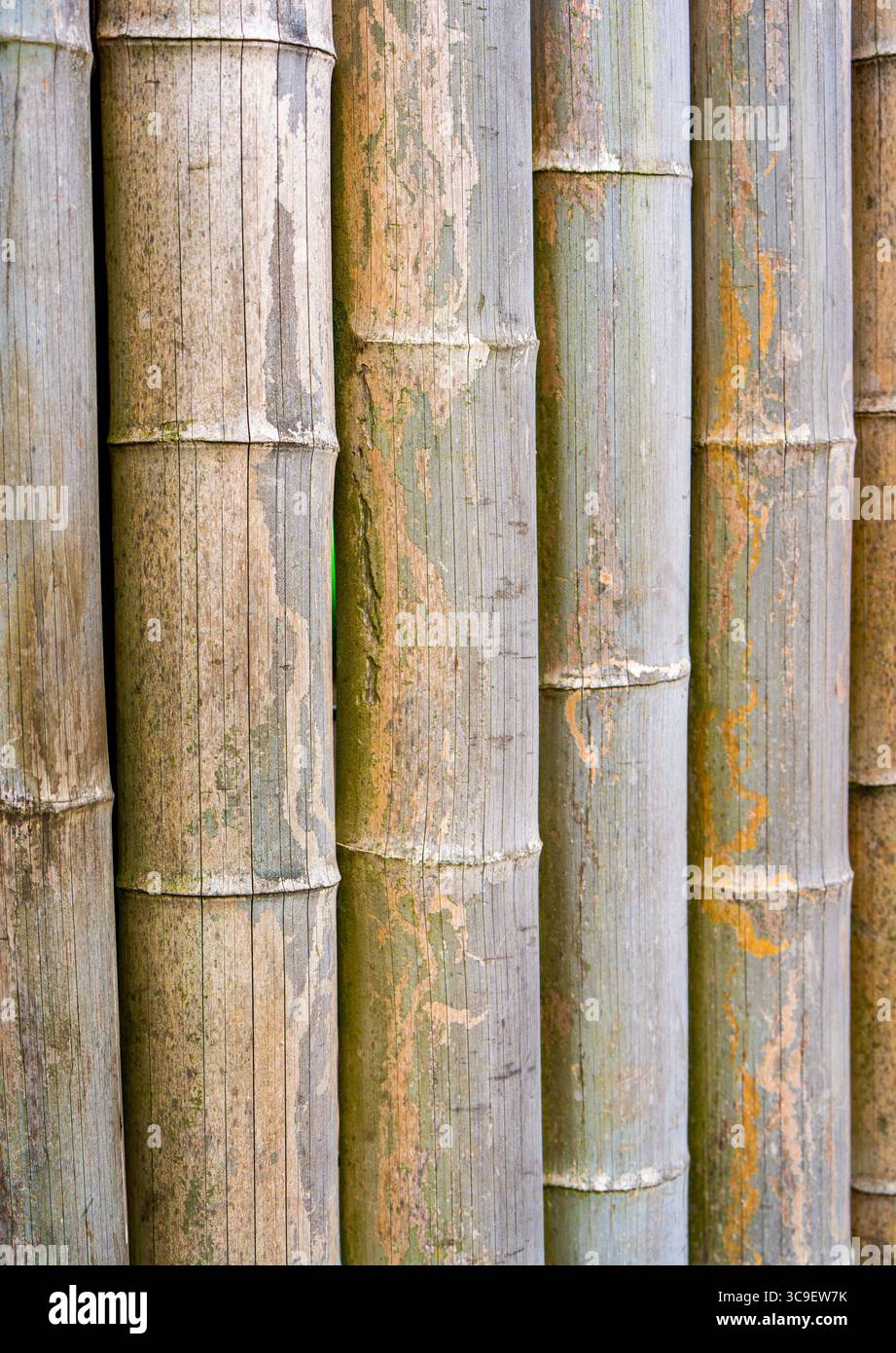 bambus nicht invasiv Bambus Fargesia 18er Set, immergrüner nicht invasiver Gartenbambus, gr main image 0