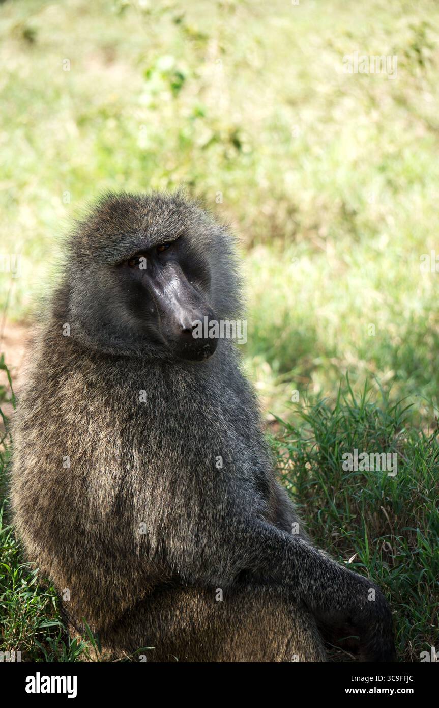 Olivenpaan, der auf einer grasbewachsenen Wiese ruht und sein dickes Fell und sein kontemplativer Ausdruck zeigt Stockfoto