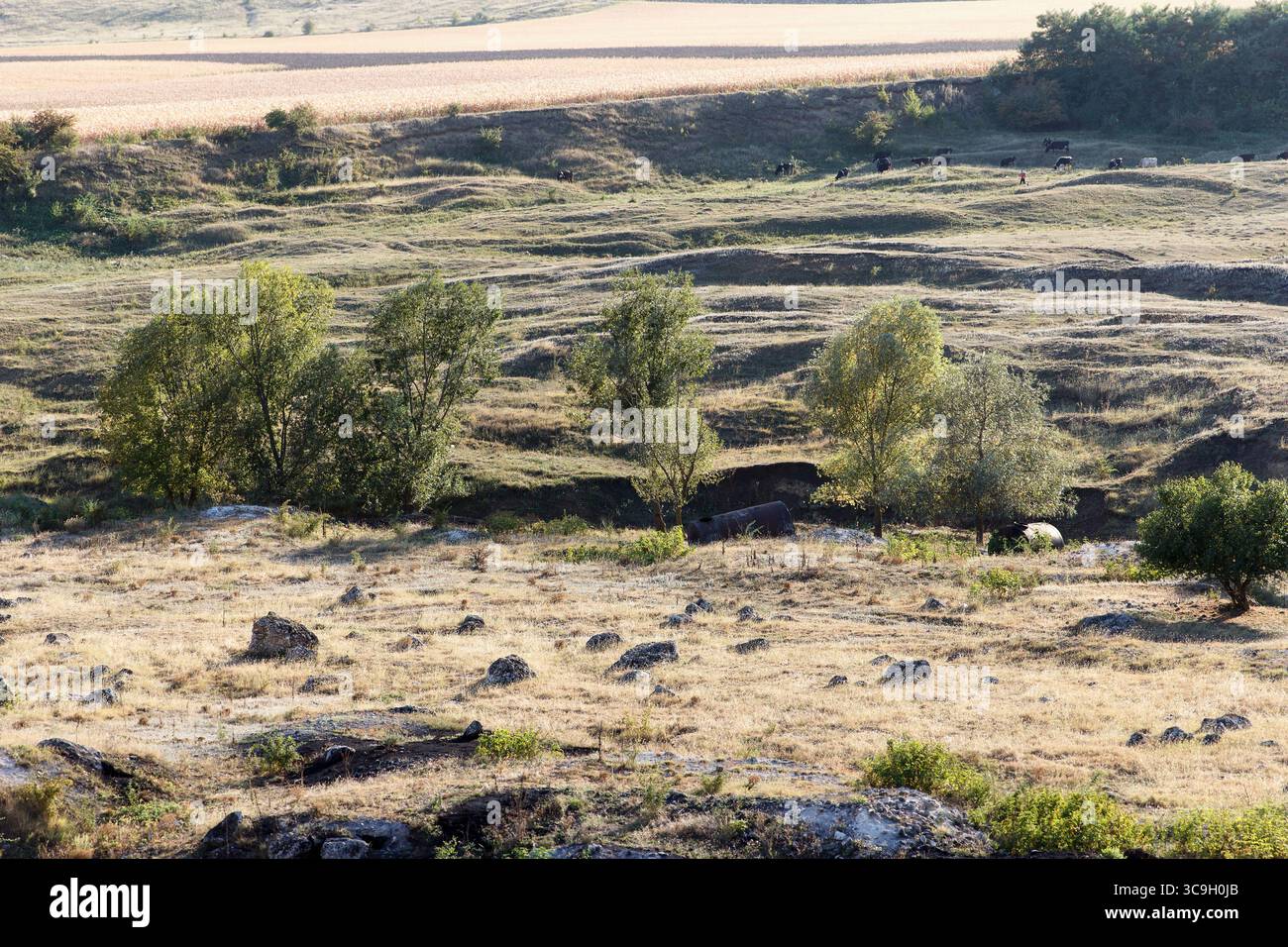 Eine ruhige Landschaft mit sanften Hügeln, verstreuten Felsen und Grasflecken. Bäume säumen die Szene unter klarem Himmel, was auf eine friedliche natura hindeutet Stockfoto
