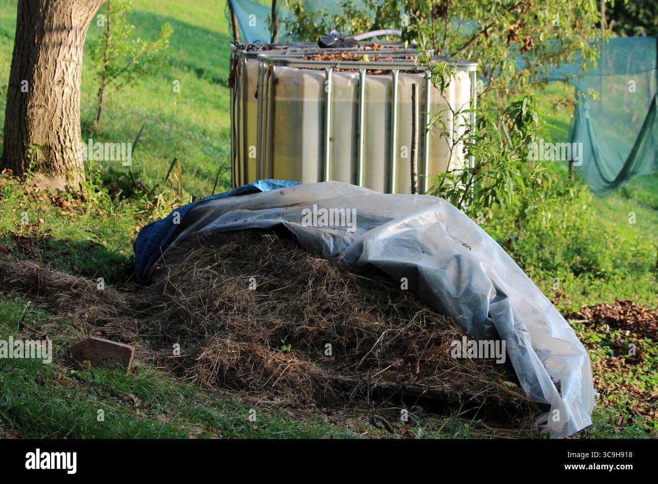 Ein Komposthaufen aus verfallendem Gras und Blättern, teilweise mit einer Plastikplane bedeckt, befindet sich in der Nähe eines großen Wassertanks zwischen Obstbäumen und wildem Gras Stockfoto