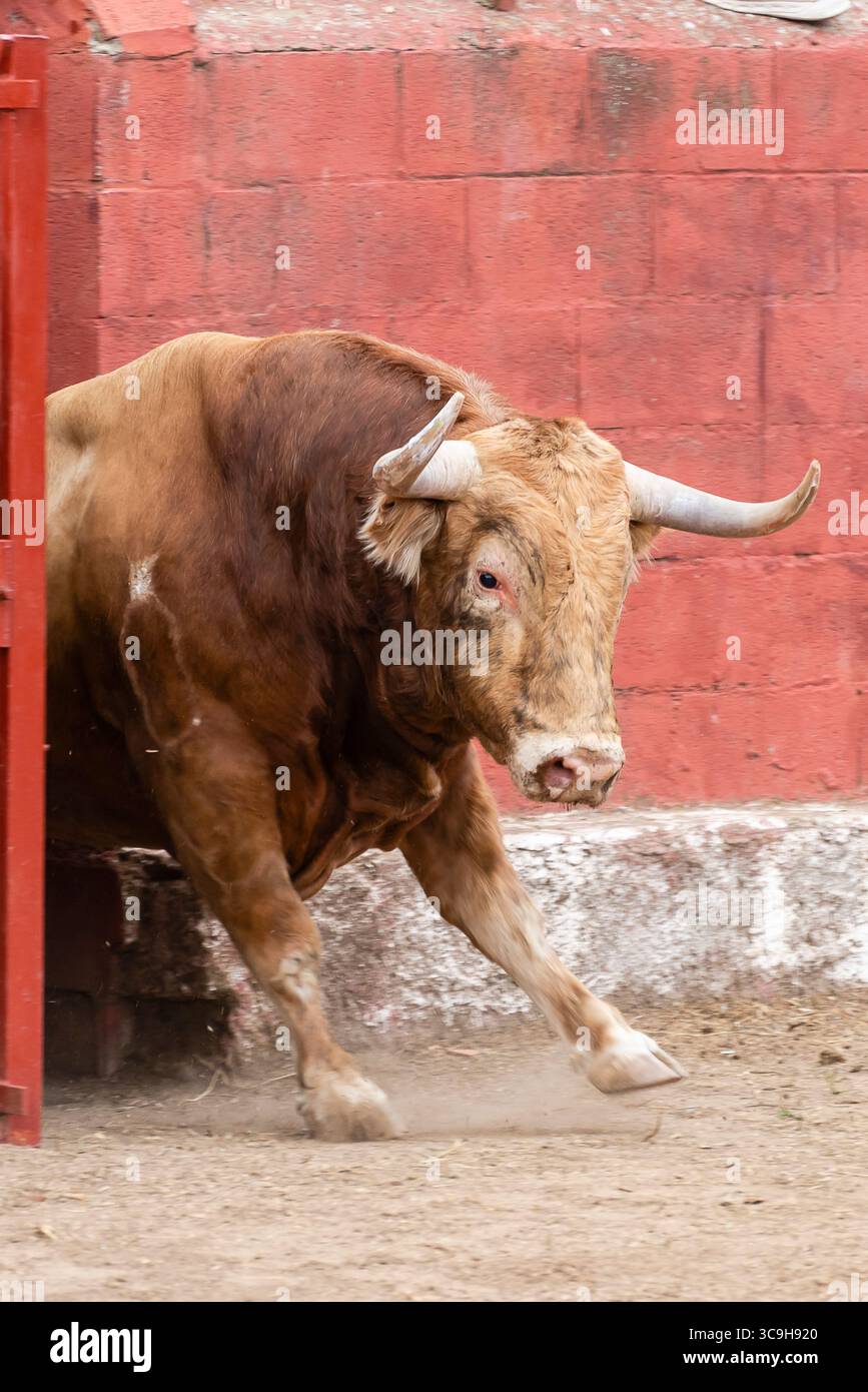 Stier, der während eines lokalen Festivals in ländlicher Umgebung aus dem Stift ragt Stockfoto