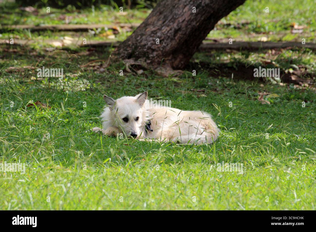 Ein heller streunender Hund liegt im kühlen Schatten auf leuchtend grünem Gras, mit flauschigem Sonnenlicht und einem Baumstamm in einer friedlichen Parklandschaft Stockfoto