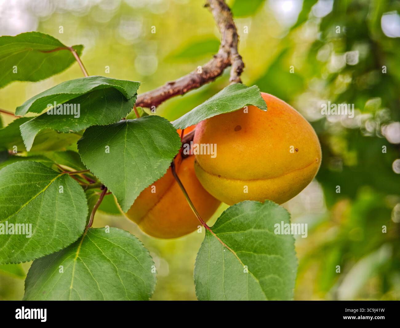 Reife Aprikosen hängen an einem Baumzweig mit grünen Blättern in einem sonnigen Garten. Stockfoto