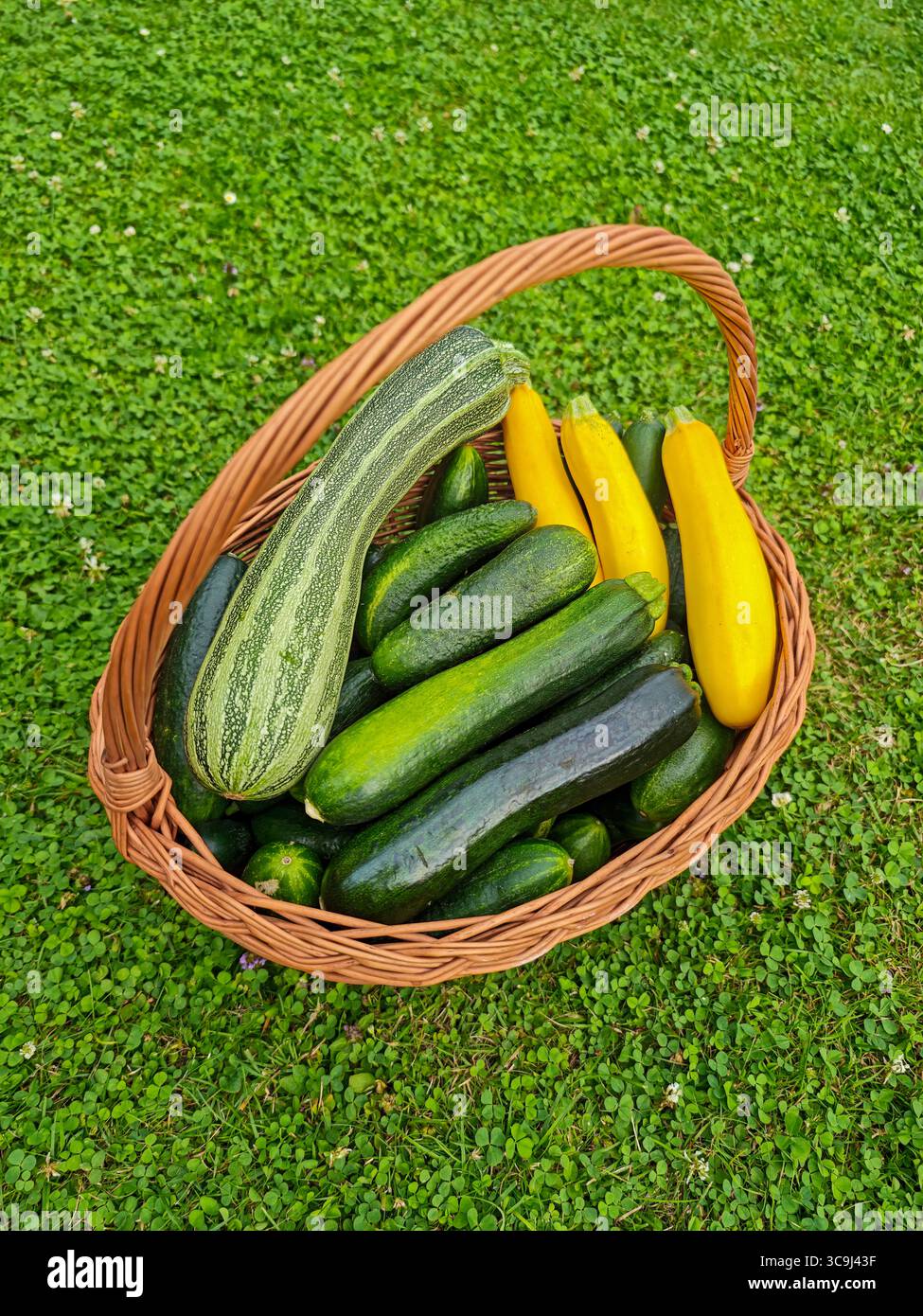 Korb gefüllt mit grüner und gelber Zucchinis auf Gras in einer Gartenumgebung. Stockfoto